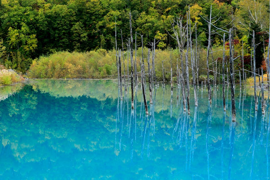 Serene blue pond reflecting dead trees and green forest in Biei Hokkaido