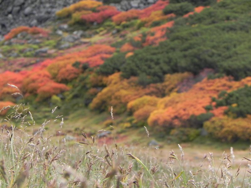 Autumn colours in Daisetsuzan National Park