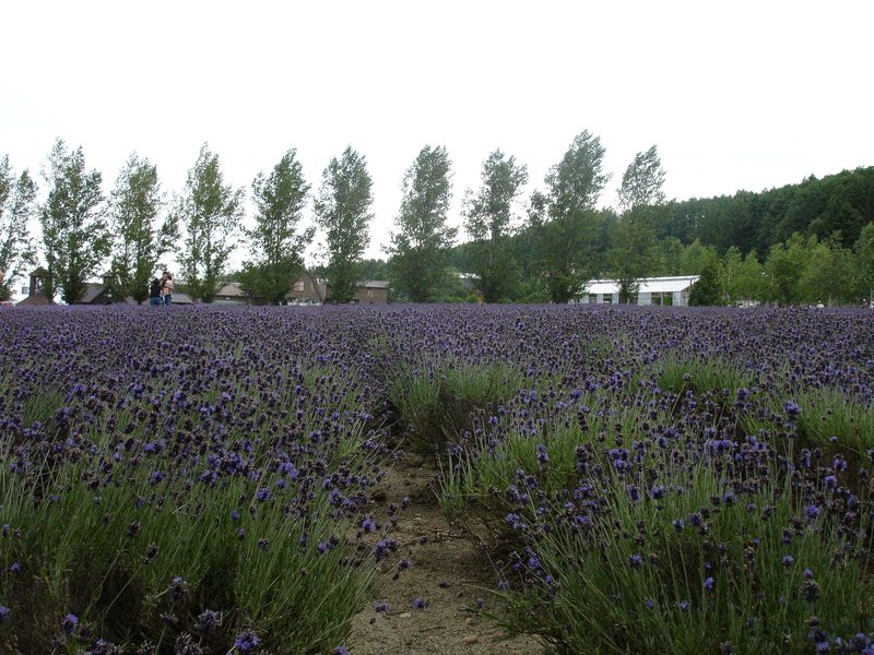 Lavender fields at Farm Tomita in Furano, Hokkaido