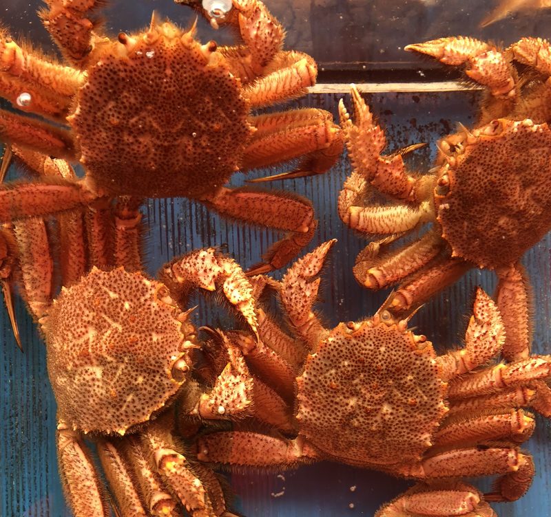 Horsehair crab (kegani) at Hakodate morning market