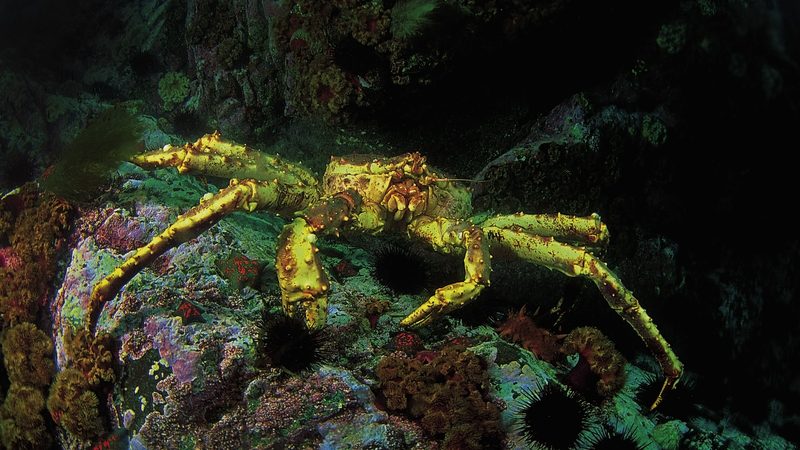 Red king crab, Paralithodes camtschaticus