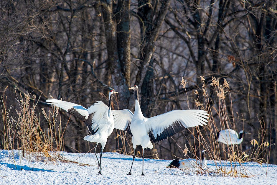 Red-crowned cranes displaying their wings in snowy Hokkaido Japan