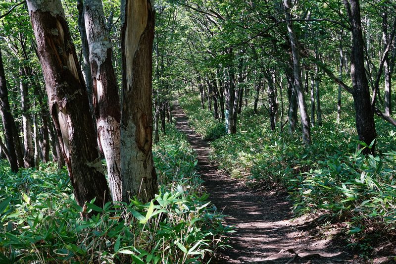 At "Track Near Furepe Falls" in Shari, Hokkaido prefecture, Japan. Furepe Falls and its circumference was registered as part of the UNESCO World Heritage Site "Shiretoko".
