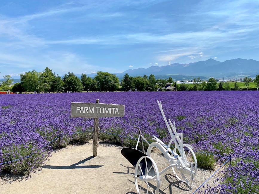 Vibrant lavender fields at Farm Tomita in Furano Hokkaido Japan