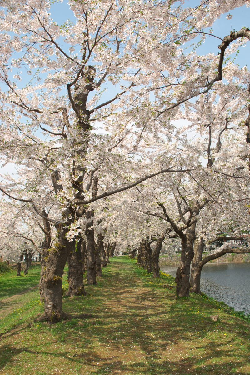 Goryokaku spring cherry