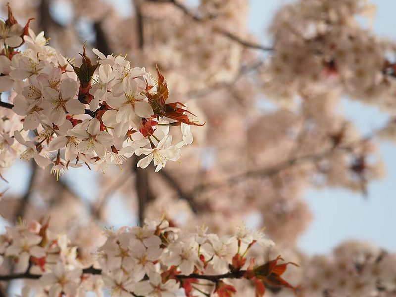 Hokkaido cherry blossoms