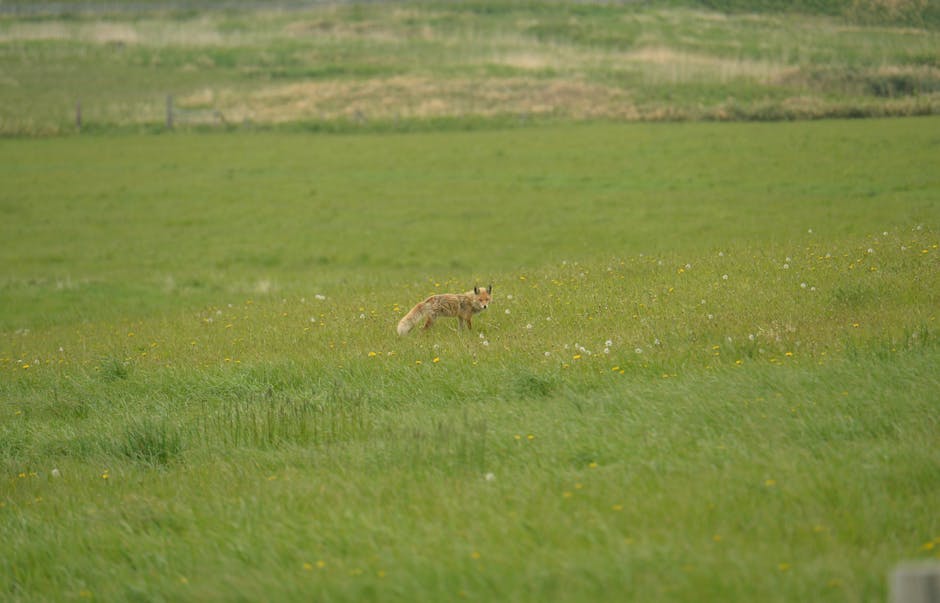 Red fox in a green meadow in Hokkaido Japan during summer