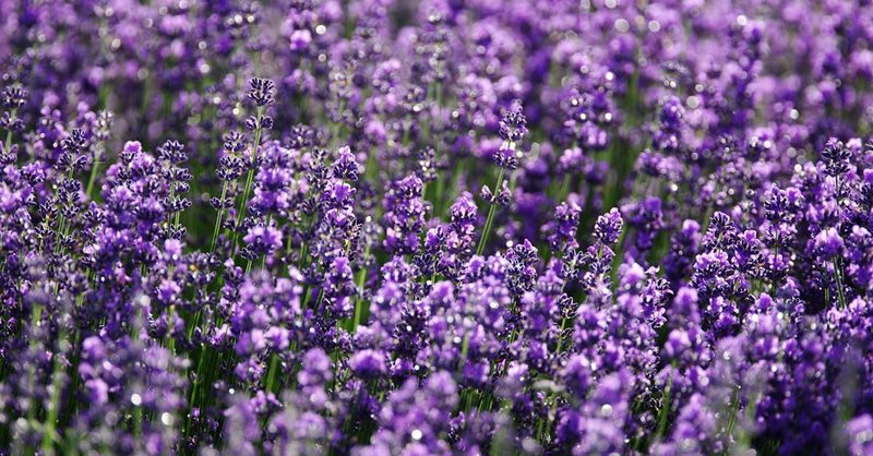 Lavender flower fields in Hokkaido Japan