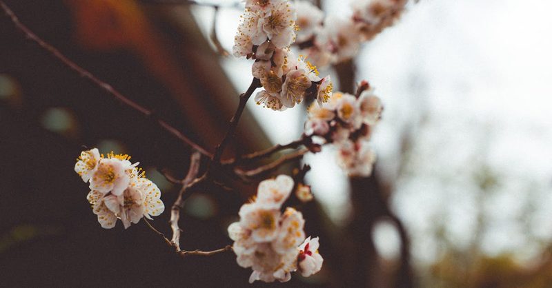Summer scene in Hokkaido Japan