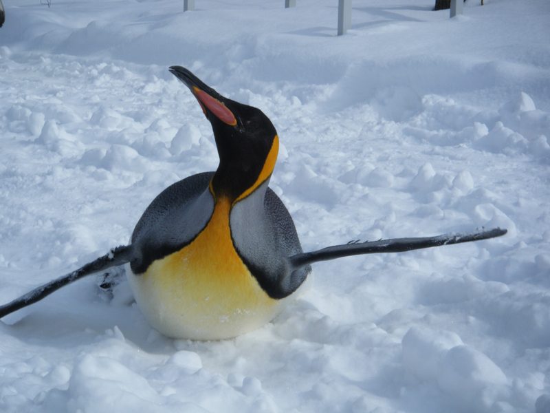 Penguins at Asahiyama Zoo in Asahikawa, Hokkaido
