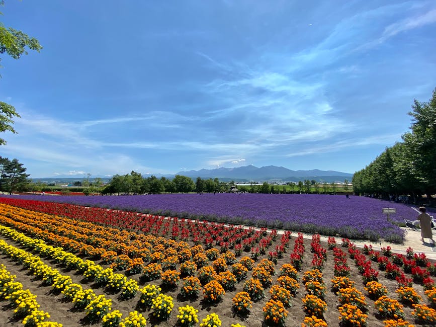 Colorful flower fields with lavender in Nakafurano Hokkaido Japan