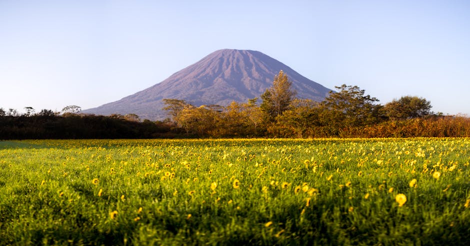 Sunflower field with Mount Yotei in the background during summer in Hokkaido Japan