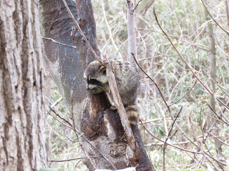 A raccoon in a tree at Noboribetsu Onsen, Hokkaido, Japan.