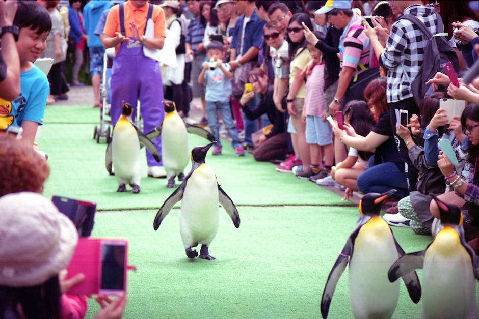Penguin parade attracting crowds of onlookers in Noboribetsu Hokkaido