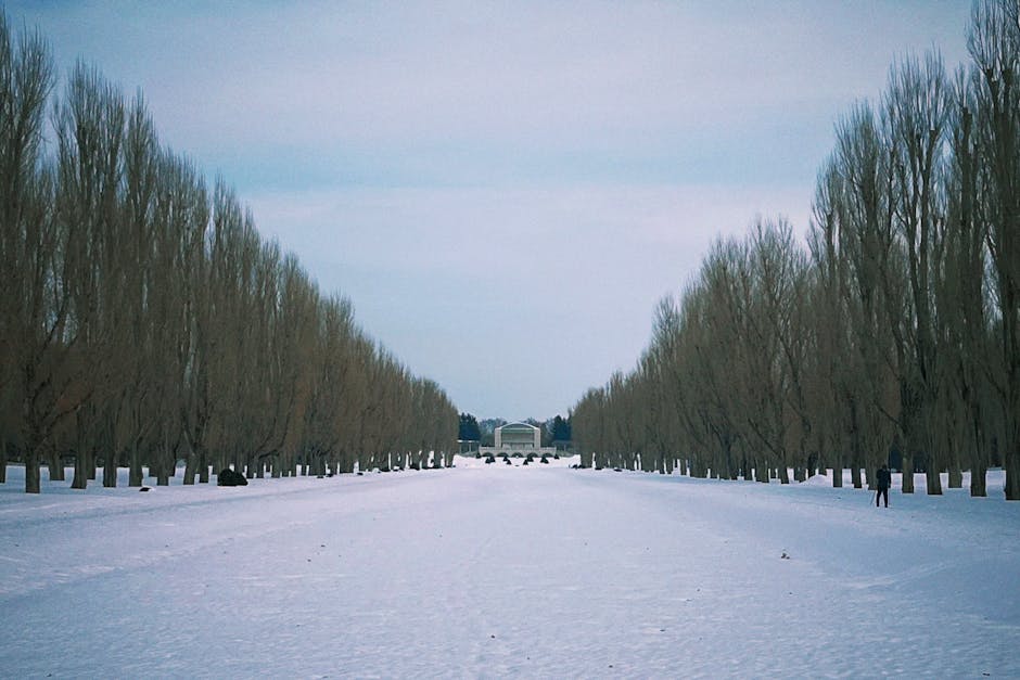 Snow-covered path lined with trees in winter in Sapporo Japan