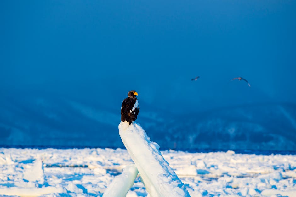 Stellers sea eagle perched on ice in Hokkaido Japan during winter