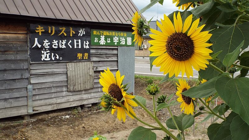 sunflower Hokkaido