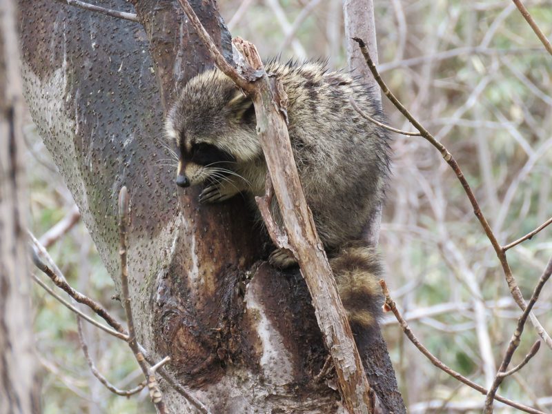 A raccoon in a tree at Noboribetsu Onsen, Hokkaido, Japan.