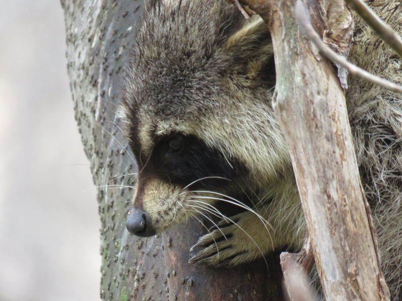 A Common raccoon (Procyon lotor) in a tree at Noboribetsu Onsen, Hokkaido, Japan.