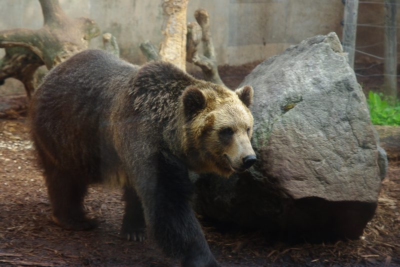 Hokkaido brown bear