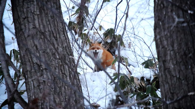 Ezo red fox in Hokkaido