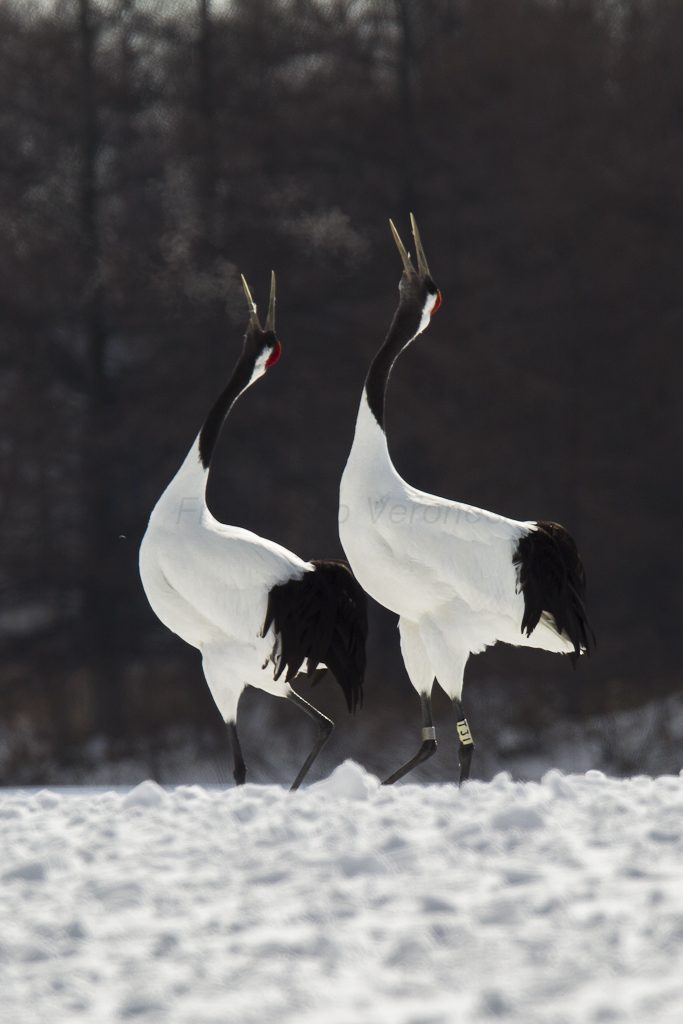 Red-crowned cranes in Hokkaido