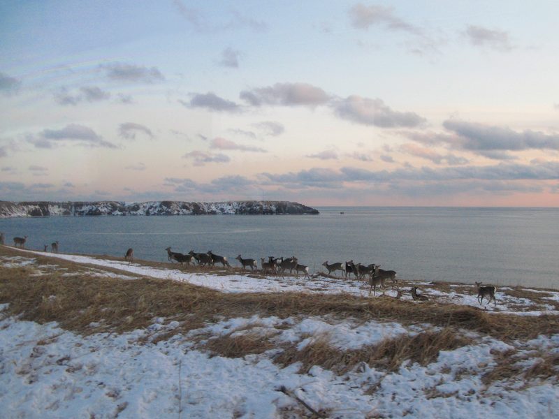 Sika deer in Hokkaido