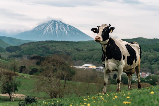 1-Day Private Tour from Chitose/Sapporo to Wherever you wanna go! - Why the Vehicle Matters More Than a Fixed Schedule