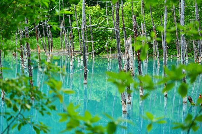 1 Day Tour from Sapporo Blue Pond and Hills of Seasonal Colors - Shikisai no Oka and the changing flower fields