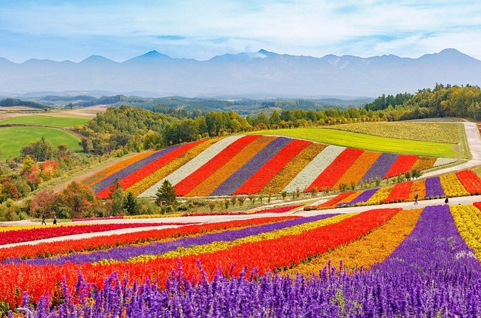 1 Day Tour from Sapporo Blue Pond and Hills of Seasonal Colors - Who will get the most from this day