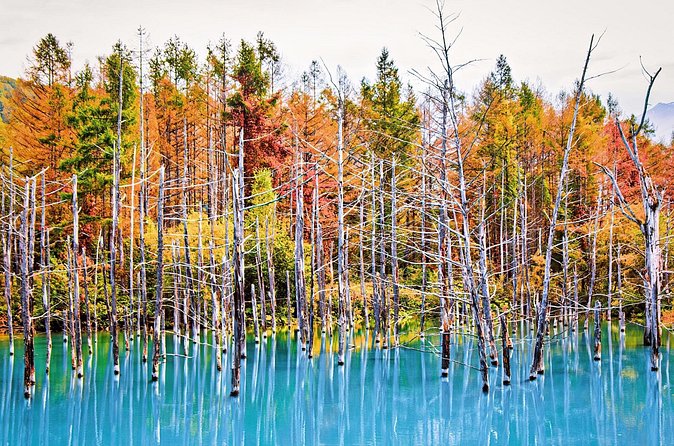 1 Day Tour from Sapporo Blue Pond and Hills of Seasonal Colors - Meeting at Sapporo Station