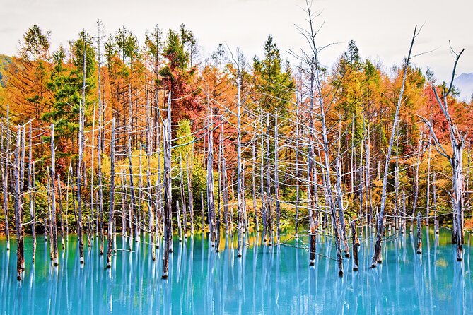 1 Day Tour from Sapporo Blue Pond and Hills of Seasonal Colors - A full 11 hours from Sapporo