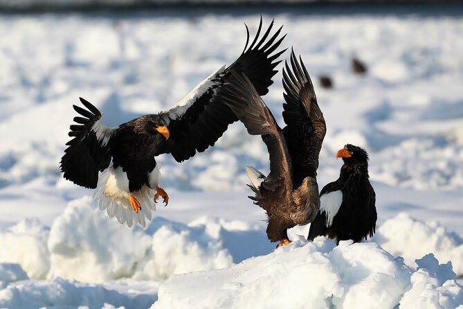2hours Drift ice walk guided tour in Shiretoko National Park - What the two-hour route is really like