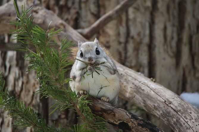 3.5hours Primeval Forest Snowshoe hike and Wildlife Watching Tour - Key points at a glance