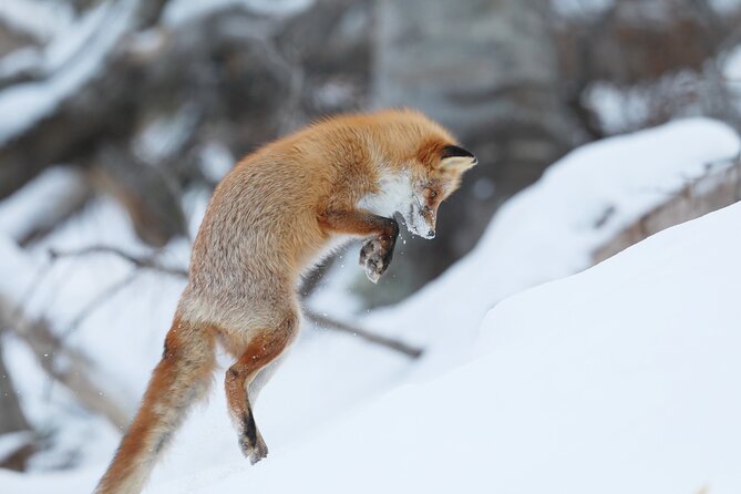 3.5hours Primeval Forest Snowshoe hike and Wildlife Watching Tour - Starting at Utoro-Shiretoku roadside rest area