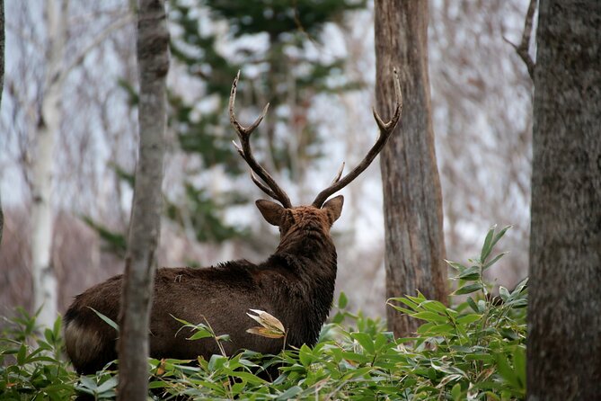 3.5hours Primeval Forest Snowshoe hike and Wildlife Watching Tour - Wildlife watching without false promises