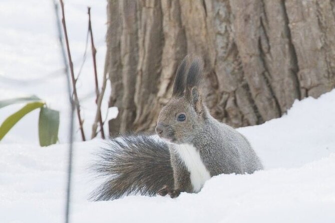 3 hours Snowshoe hike to "Furepe fall" and Wildlife Watching - Who should book this Shiretoko snowshoe walk