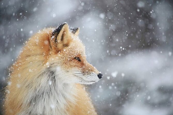 3 hours Snowshoe hike to "Furepe fall" and Wildlife Watching - Booking timing and cancellation flexibility