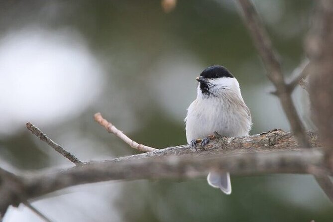 3 hours Snowshoe hike to "Furepe fall" and Wildlife Watching - Wildlife watching without turning the hike into a safari