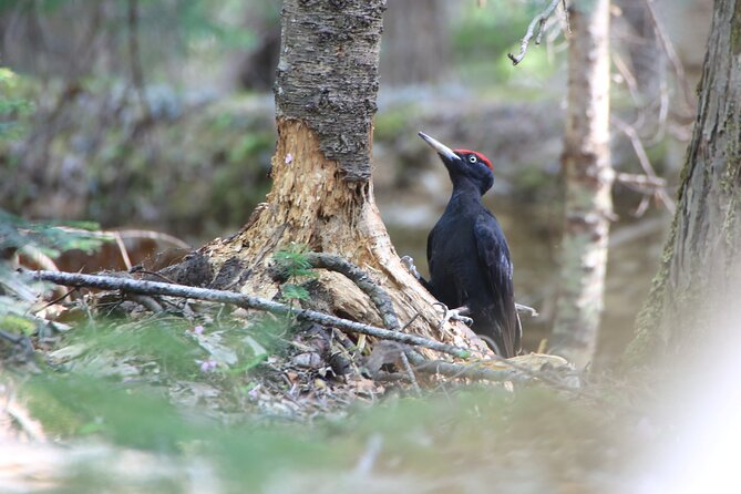3hours Primeval Forest and Stunning Views of Cliff Trekking Tour - Wildlife watching with a safety-minded guide