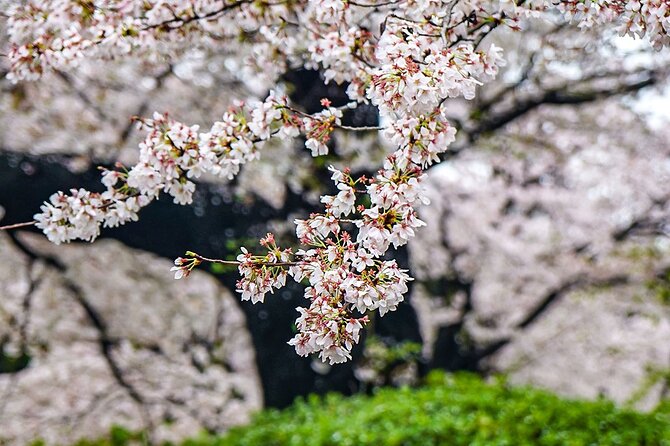 5 Days Japan Private Tour Around Hokkaido - A five-day route from Sapporo to Hakodate