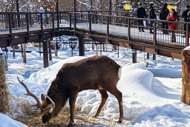 Asahiyama Zoo, Christmas Tree, Fairy Terrace Day Tour | Hokkaido - Key points to know before booking