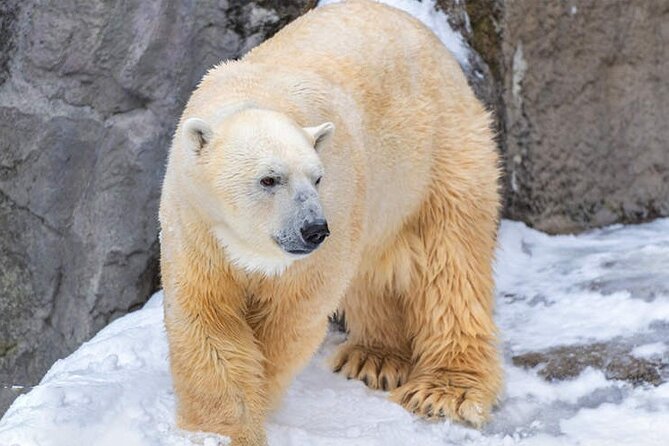 Asahiyama Zoo, Christmas Tree, Fairy Terrace Day Tour | Hokkaido - Why this Hokkaido day trip works