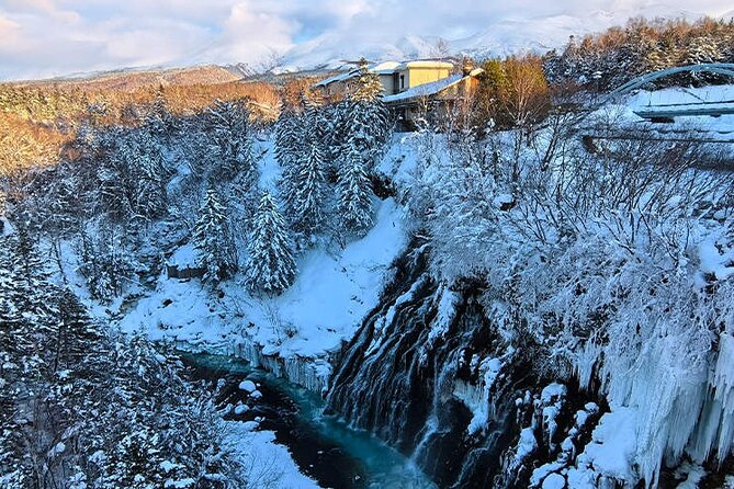 Asahiyama Zoo, Christmas Tree, Fairy Terrace Day Tour | Hokkaido - The Christmas Tree in Biei