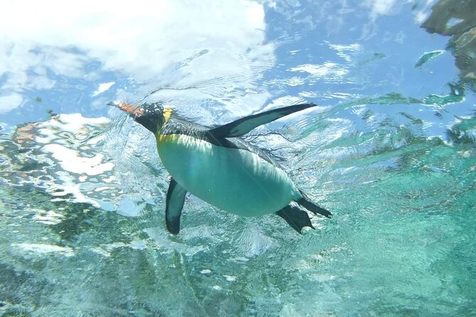 Asahiyama Zoo One-Day Tour - Why Asahiyama Zoo feels different