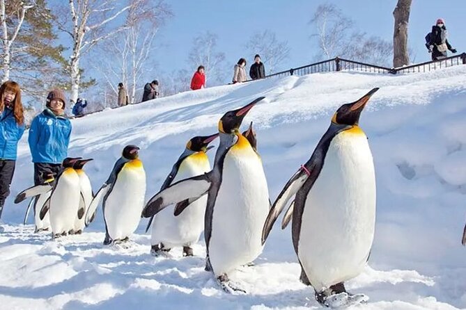 Asahiyama Zoo One-Day Tour - Penguin viewing through the underwater tunnels