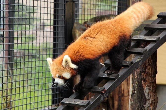 Asahiyama Zoo One-Day Tour - A zoo visit built around animal behavior