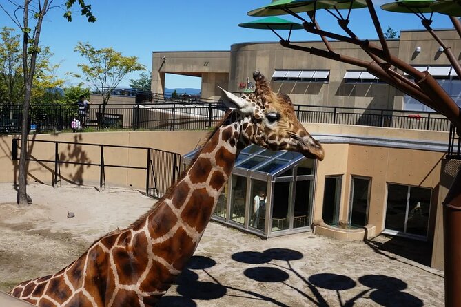 Asahiyama Zoo One-Day Tour - Leaving Sapporo at 9:00 am
