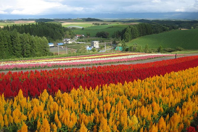 [Biei/Furano] One-day sightseeing by private car! - Key points to know before booking