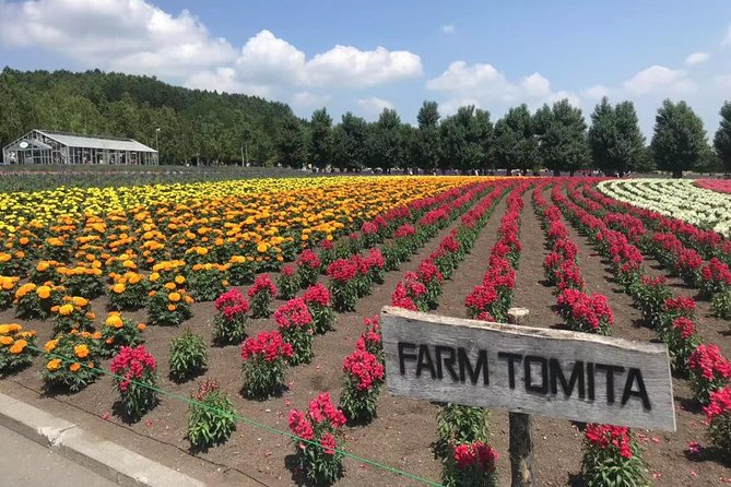 [Biei/Furano] One-day sightseeing by private car! - Timing, comfort, and the long road home